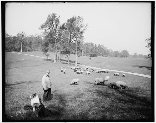 #41 Prospect Park, 1900s