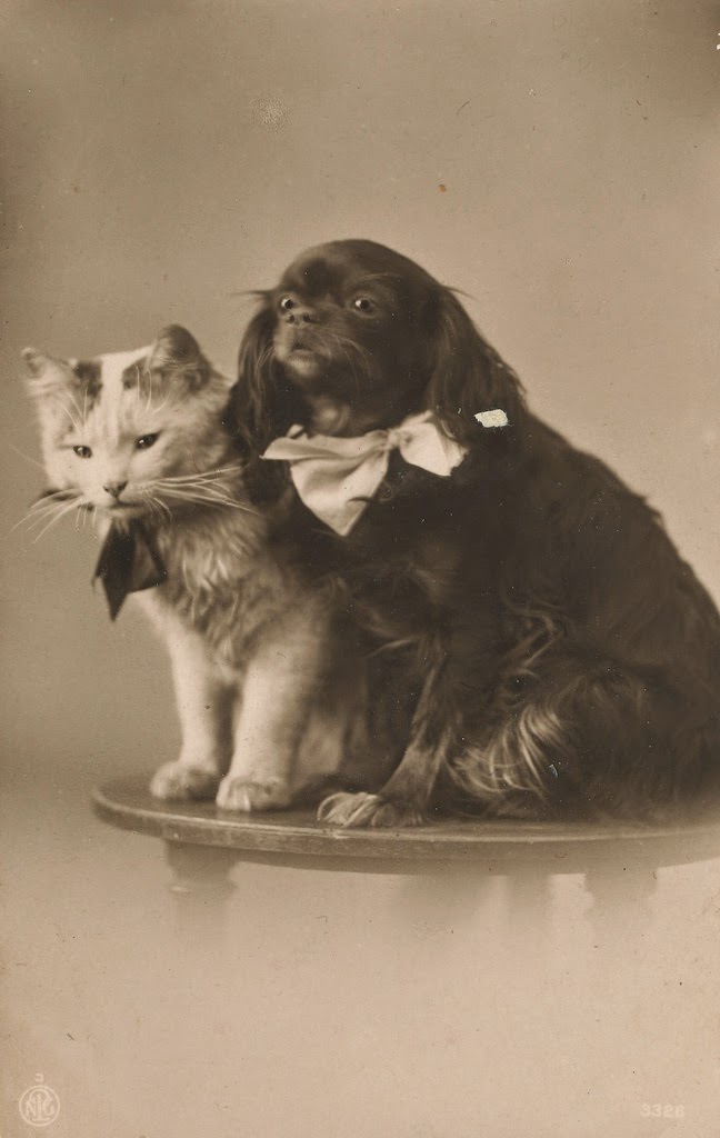 A Cat Posing With Her Best Friend