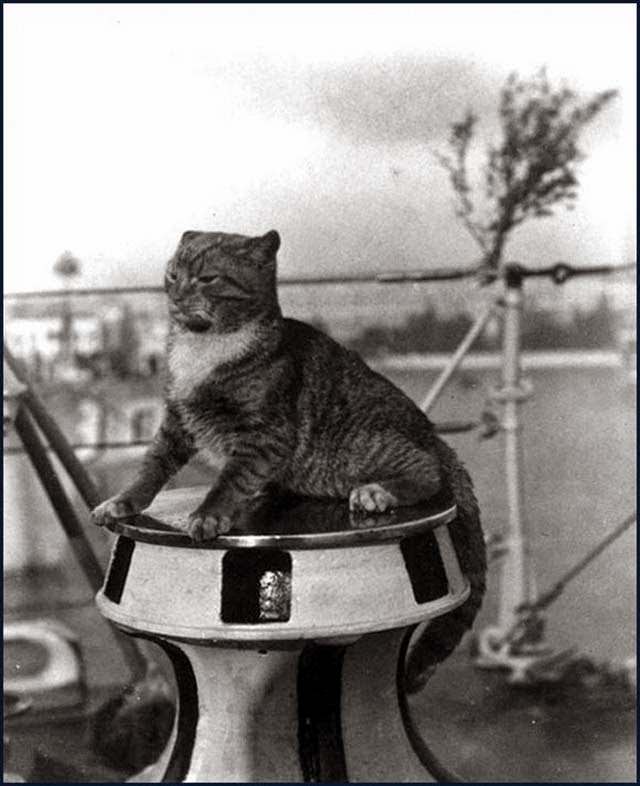 USS Flusser Cat ‘Wockle’ On The Capstan In Venice, Italy, 1924