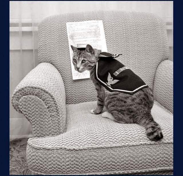 War Veteran – ‘Pooli’, Who Rates Three Service Ribbons And Four Battle Stars. The Cat Served Aboard An Attack Transport During World War II. Los Angeles, 1959.