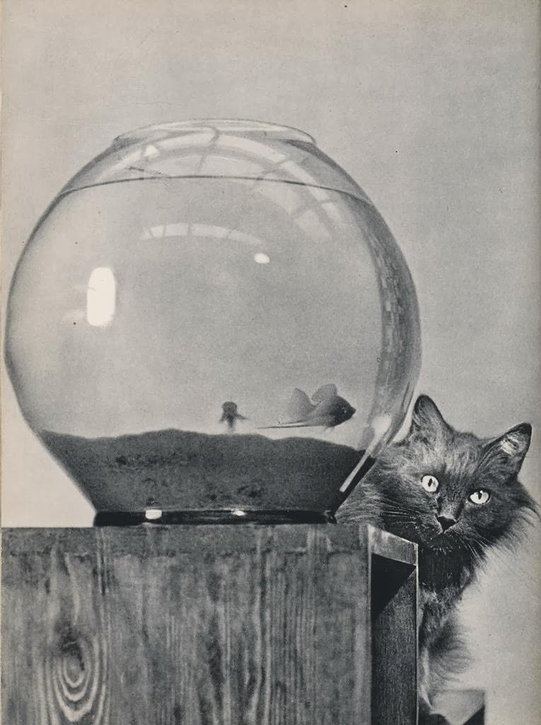 #49 Watching A Little Fish
