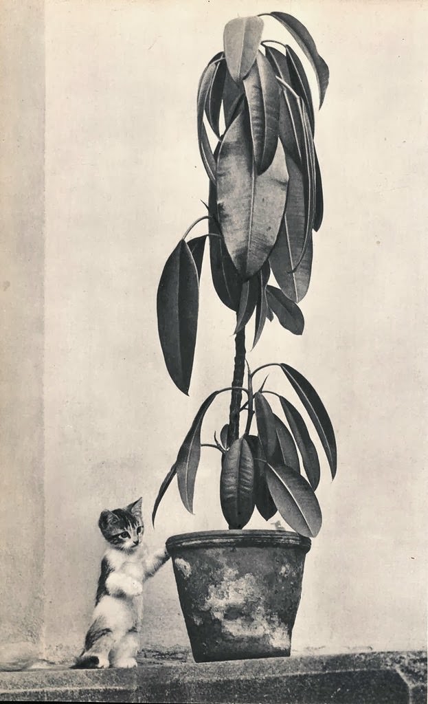 #50 A Litte Kitten Posing With A Plant