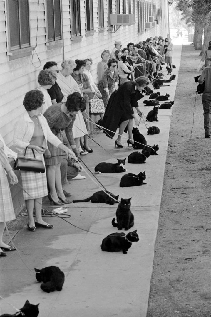 Black Cats And Their Owners In Line For Audition And Casting For The Film “Tales Of Terror,” 1961.
