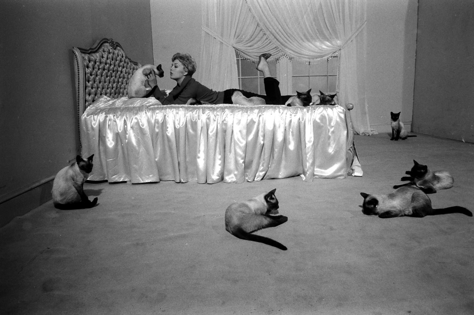 Kim Novak Playing With Some Siamese Cats, These Cats Were Casted In her Movie ” Bell, Book And Candle”, 1958