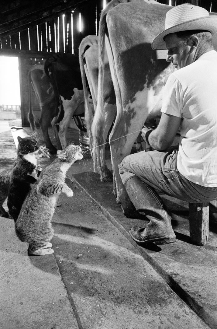 #2 Cats Blackie And Brownie Catching Squirts Of Milk During Milking At Arch Badertscher’s Dairy Farm, 1954