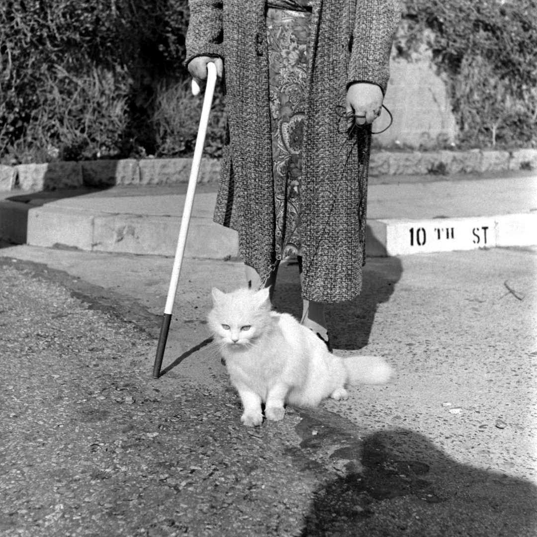 #17 Baby The Seeing Eye Cat, 1947