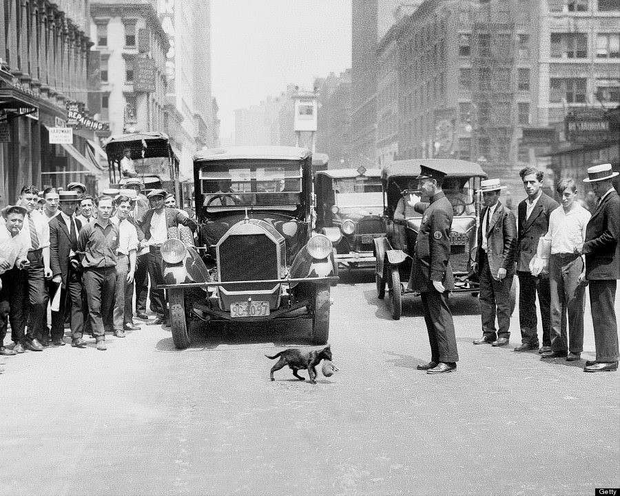 #19 Policeman Stops Traffic To Let A Cat Carry Her Kitten Across The Street, 1923