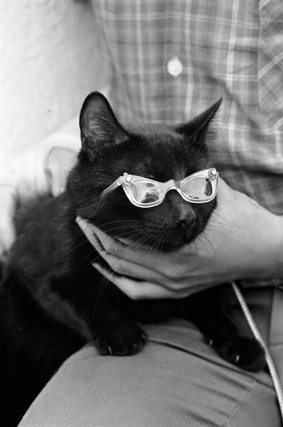 Black Cat Auditions For Edgar Allan Poe’s ‘Tales Of Terror’ Photographed For Life Magazine Circa 1961