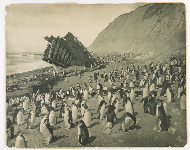 #12 Wreck of the ‘Gratitude’, Macquarie Island, 1911