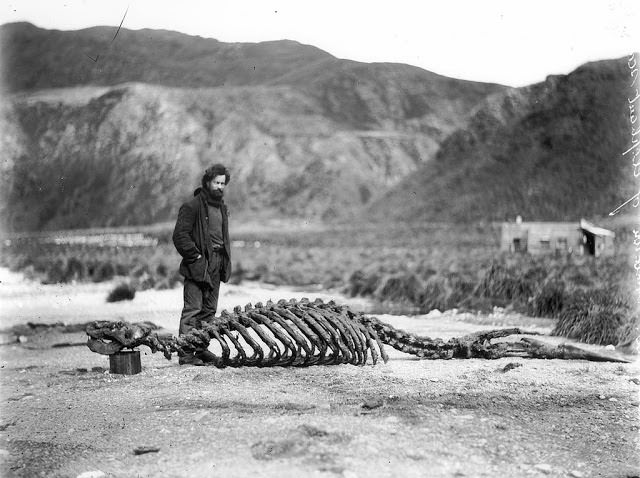#15 Skeleton of sea-elephant and Harold Hamilton, 1912