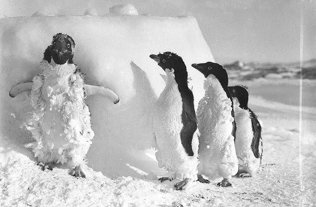 #8 Ice cased Adelie penguins after a blizzard at Cape Denison, 1912