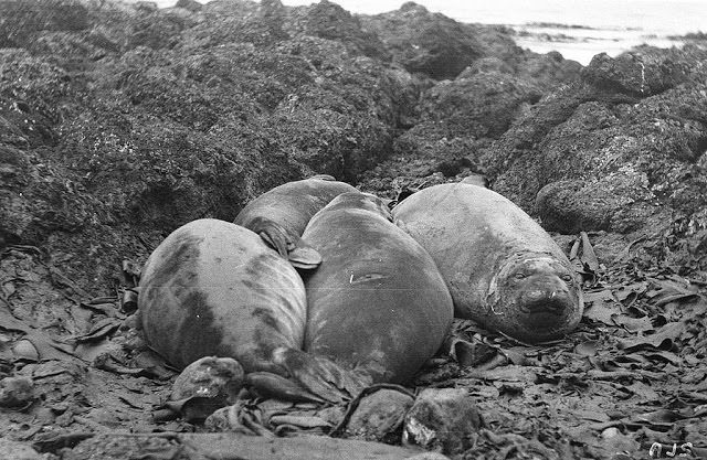 #29 Young sea-elephants on the beach, Macquarie Ilsand, Antarctica, 1911-1914
