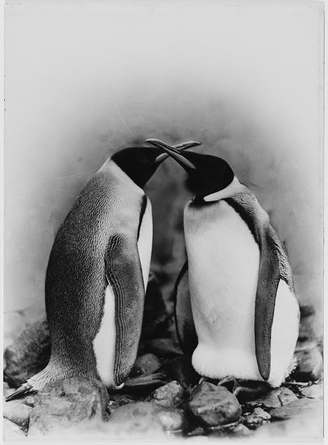 #31 King penguins, Antarctica, 1911-1914