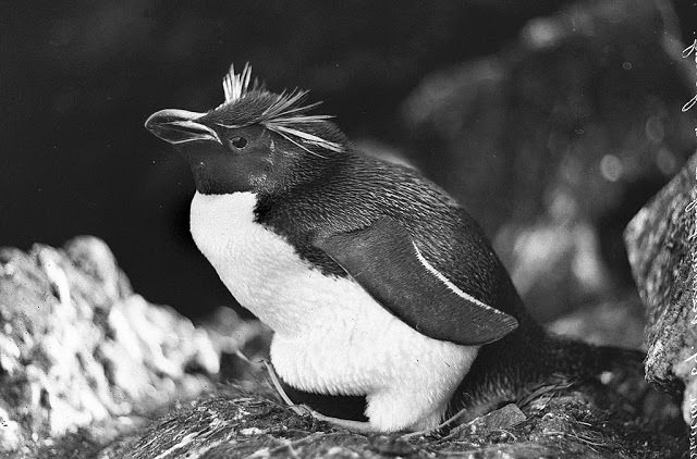 #9 Victoria penguin, Antarctica, 1911-1914