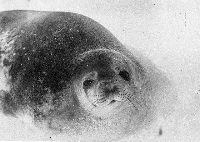 #32 Weddell seal, Shackleton Ice Shelf, Antarctica, 1911-1914
