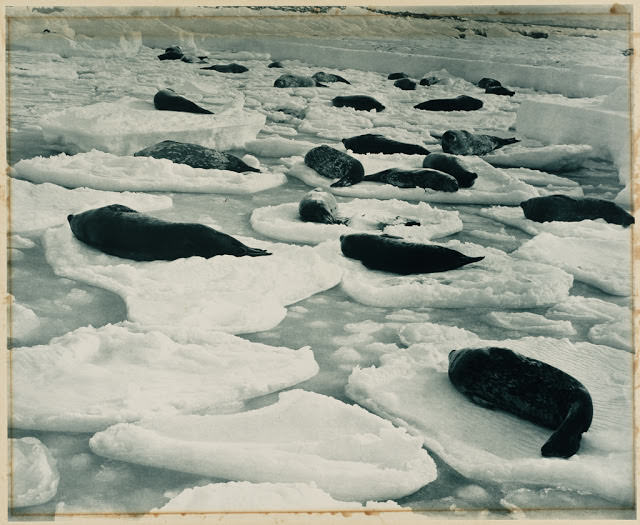 #35 A dreamy Venice in seal-land, 1911-1914