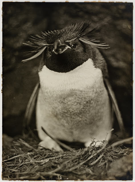 #10 Sclater penguin, 1911-1912