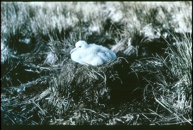 #48 The chick of the Wanderer Albatross, 1915