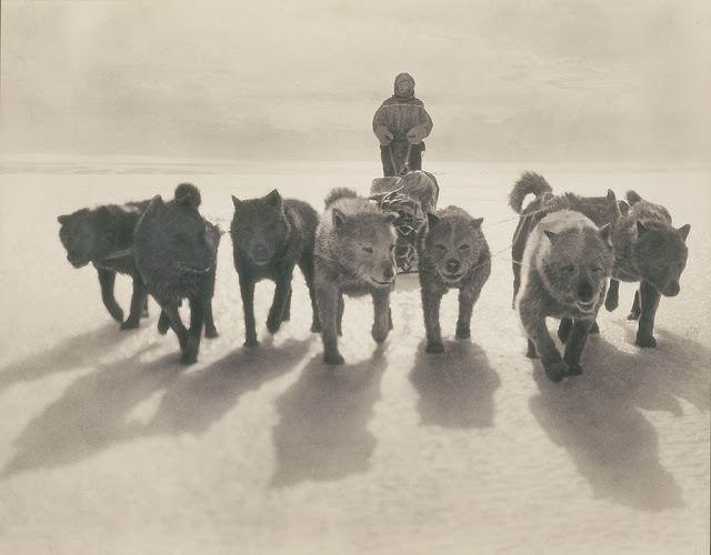 #4 Huskies pulling sledge, 1912