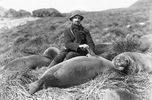 #6 Arthur Sawyer and sea elephant pup, 1912