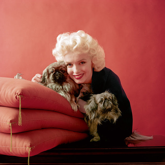 #71 Monroe poses with Pekingese dogs that were part of a Look magazine shoot in February 1955
