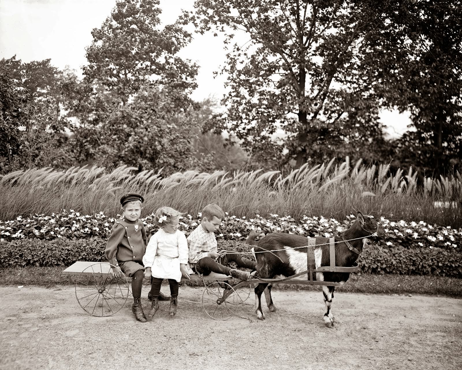 #55 Goat wagon, 1910