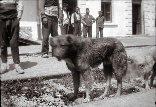 #33 Constantinople. Stray dogs, Istanbul’s forgotten symbol, 1903