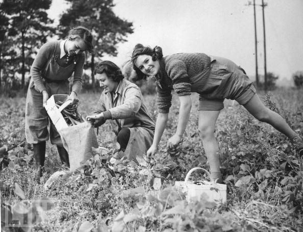 #56 Three salesgirls from the Bourne and Hollingsworth department store in London, auxiliary members of the Womens Land Army, pick beans for the war effort.