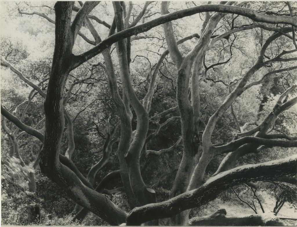 #11 “Trees,” Berkeley, California, 1957.