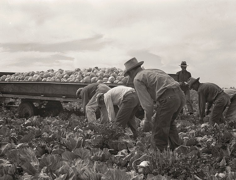#29 Cabbage cutting and hauling by new Vessey (flat truck) system, now also used in carrots and lettuce. Imperial Valley, California