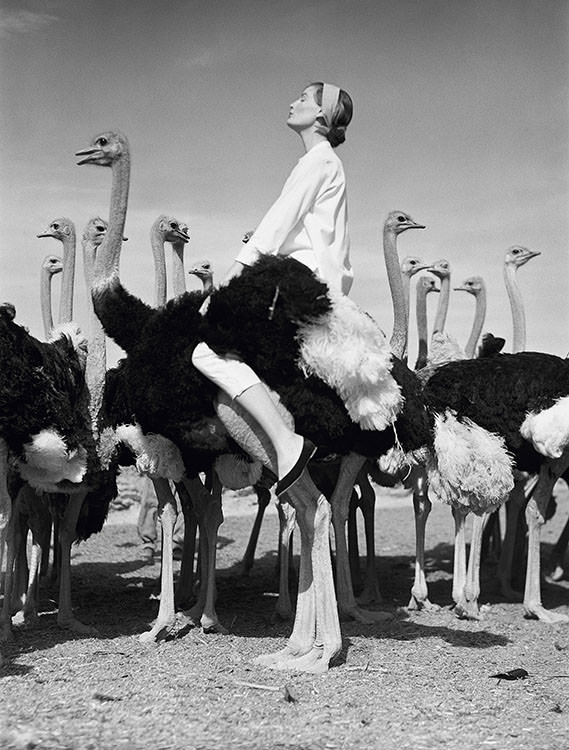 #33 Wenda Parkinson and ostriches, fashion by Spectator Sports in South Africa, 1951