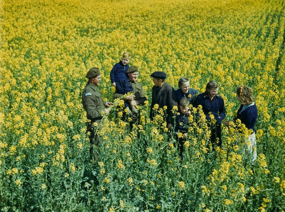 Canadian and Dutch soldiers in field of ‘wild cabbage