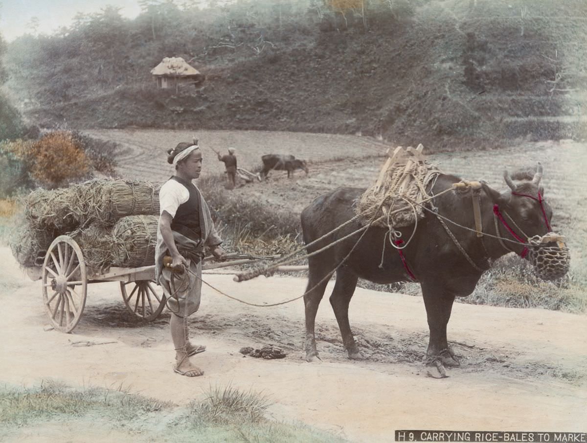 #2 Carrying rice-bales to market
