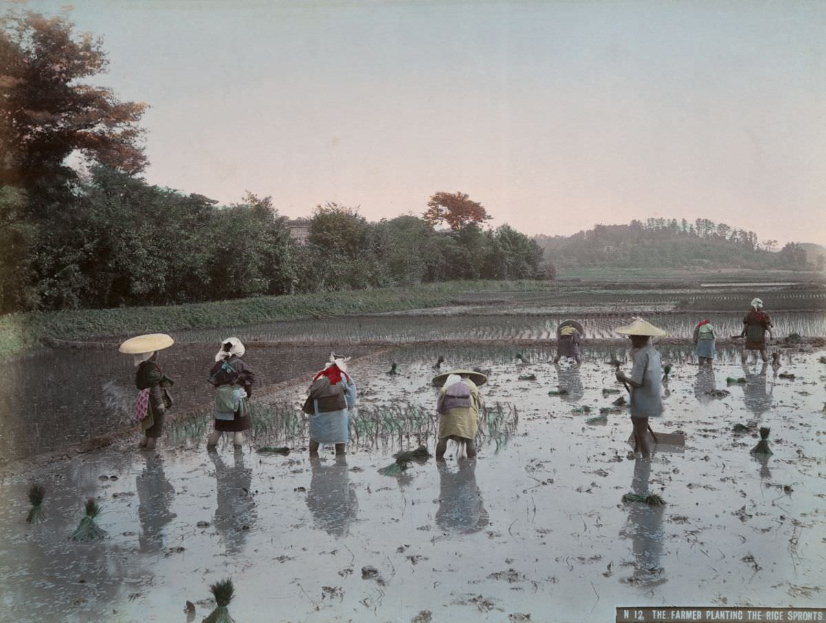 #8 The Farmer Planting the Rice Sprouts
