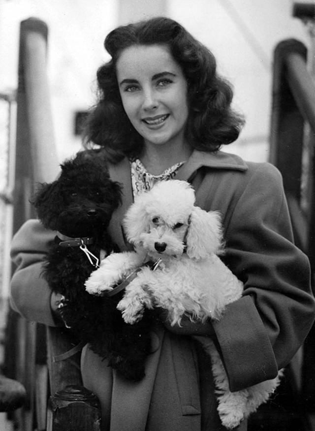 #3 Elizabeth Taylor and her dogs