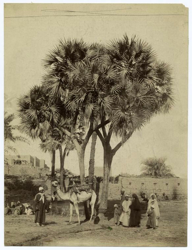 #24 People under paim trees