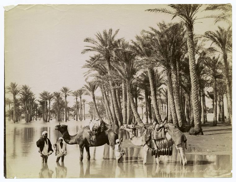 #25 People with their camels on the Nile