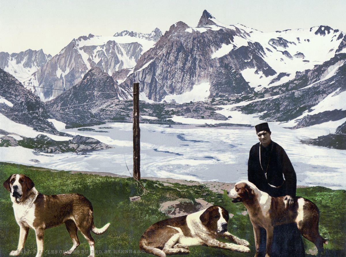 #8 St. Bernard dogs, Valais.