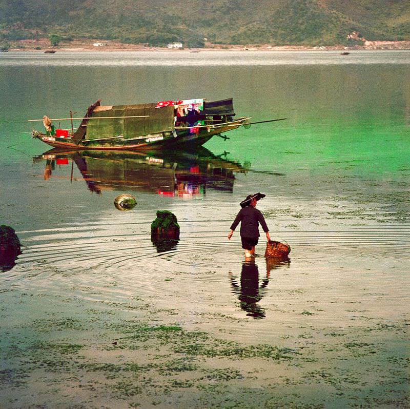 #28 Collecting seaweed at Tai Po Kau, 1971