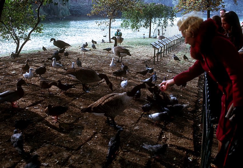 #54 St. James Park, London