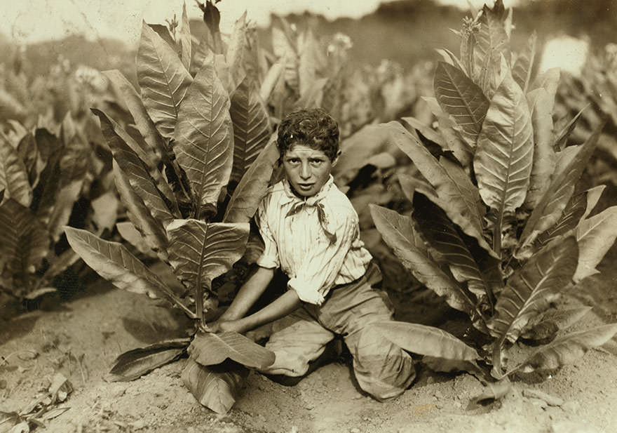 #22 10 yr. Old picker on Gildersleeve tobacco farm. Location: Gildersleeve, Connecticut