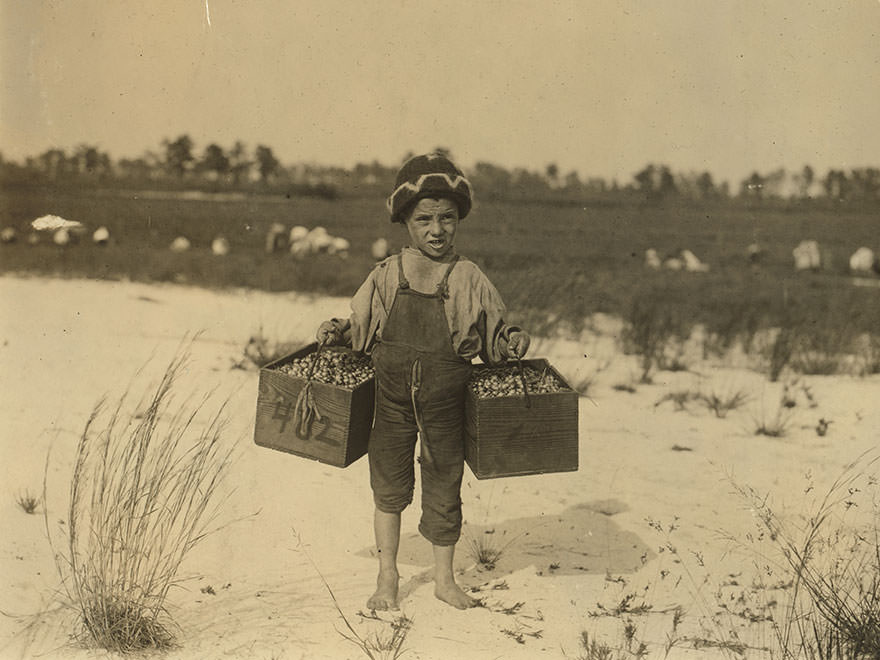 #86 Salvin Nocito, 5 years old, carries 2 pecks of cranberries for long distance to the “bushel-man.” Location: browns mills, New Jersey