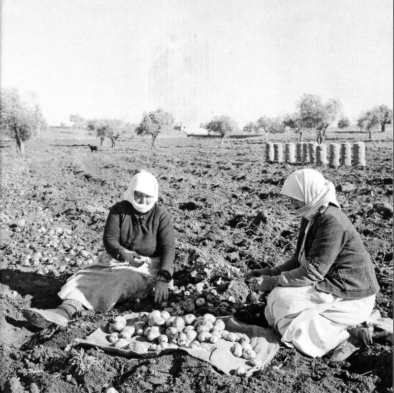 #39 Potato harvest in Thebes, 1955