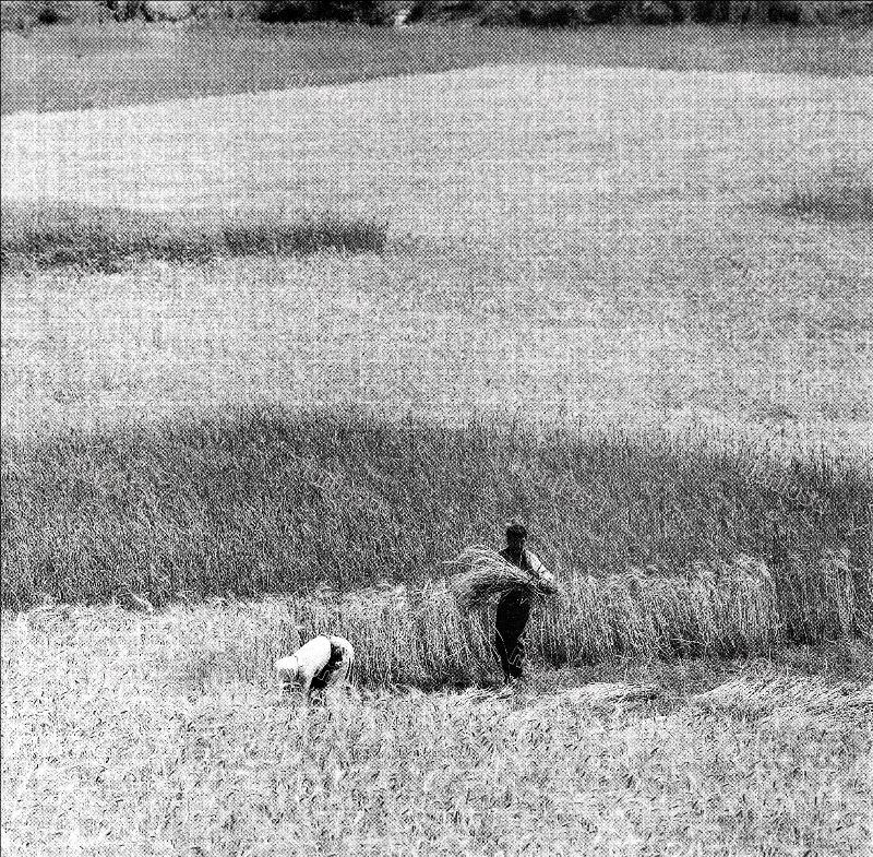 #42 Wheat harvesting, Western Macedonia, June 1957