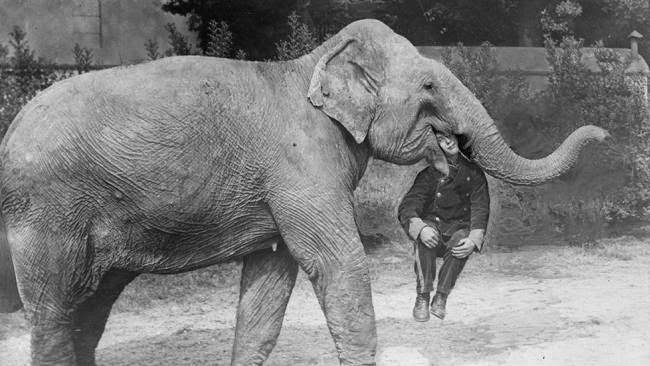 An elephant from Earl’s Court Circus with a man in its mouth.