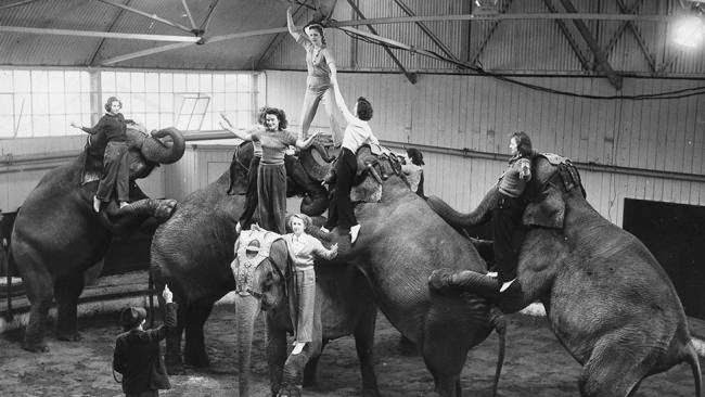 Animal trainers from Bertram Mills Circus rehearse with the elephants at the circus’s winter quarters in Ascot in preparation for their next performance at Olympia in London, 1949