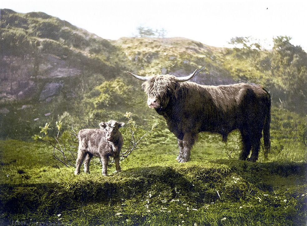 #4 Highland cattle