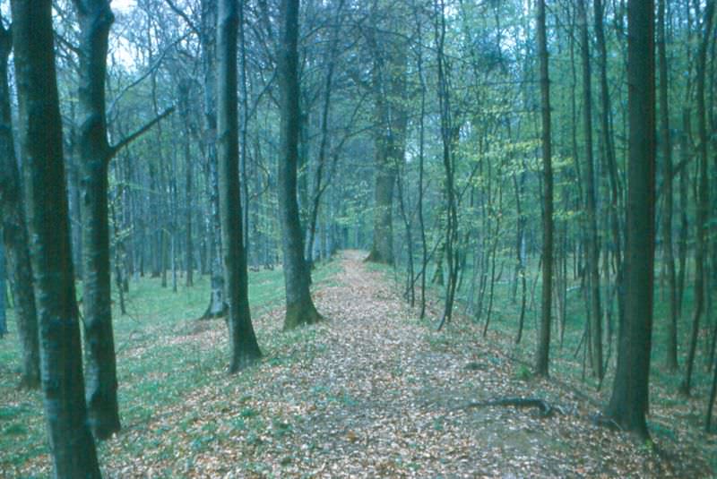 #47 Limes near Öhringen
