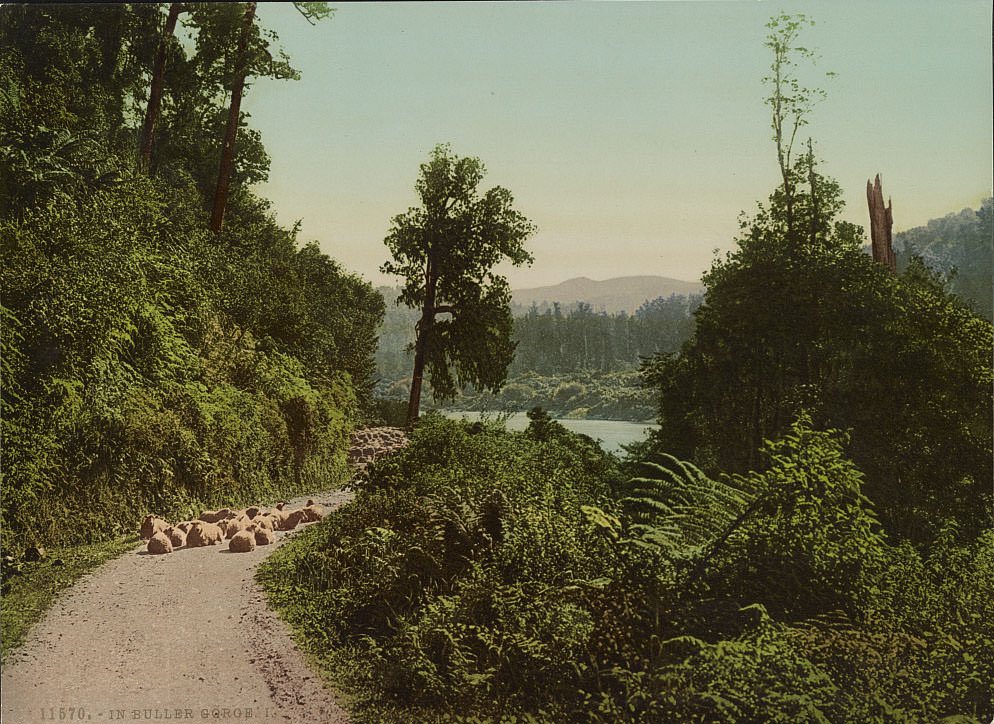 #53 In Buller Gorge I
