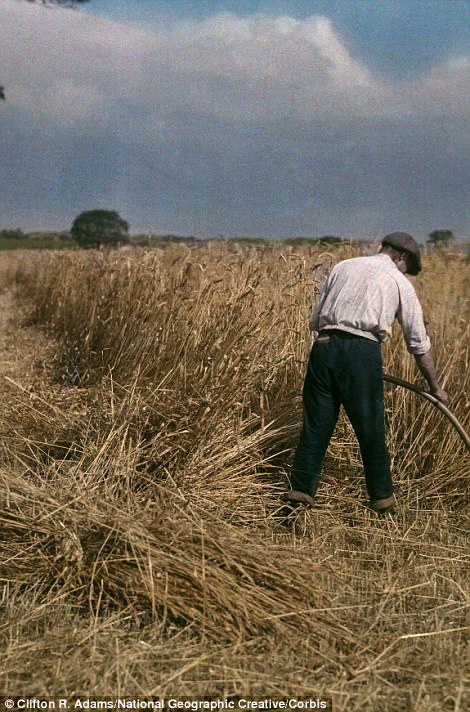 #20 A man mows grain in 1929